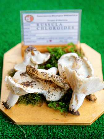 Mantua, Italy - October 22, 2016: Russula chloroides at mycological exhibition of mushrooms in Mantua, Lombardy, Italyのeditorial素材
