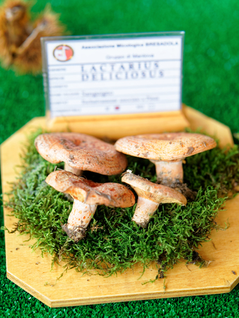 Mantua, Italy - October 22, 2016: Lactarius deliciosus at mycological exhibition of mushrooms in Mantua, Lombardy, Italyのeditorial素材
