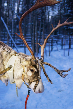 Reindeer at the winter farm at Rovaniemi, Lapland, Northern Finland. In the evening. Tonedの写真素材