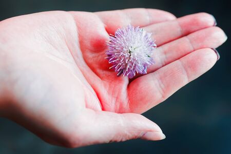 Field flower in the girl handの写真素材