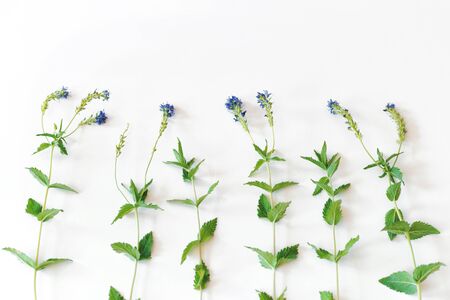 Composition of violet field flowers on the white background. Flat lay, top view