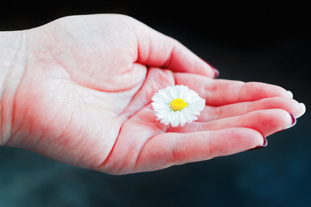 Field daisy flower in the girl handの写真素材