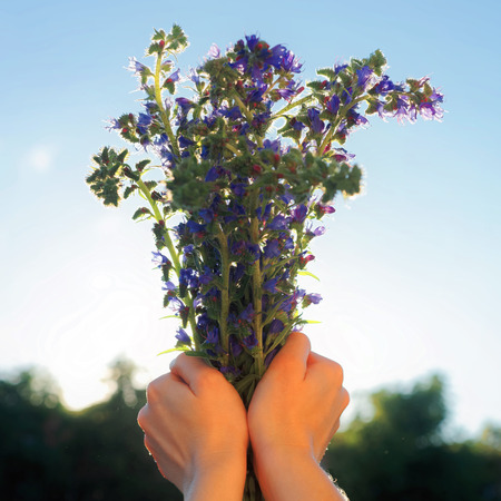 Romantic bunch of purple field flowers in the girl hands.
