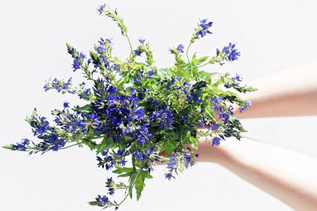 Bunch of purple field flowers at the girl hands.