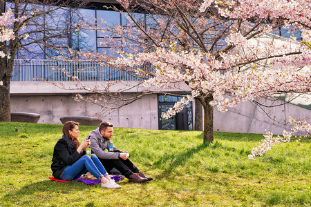 Vilnius, Lithuania - April 30, 2016: Couple sitting at cherry tree or sakura flowers garden blooming in spring Vilnius.のeditorial素材