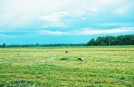 Rural landscape with the field and storks, Lithuania.の写真素材