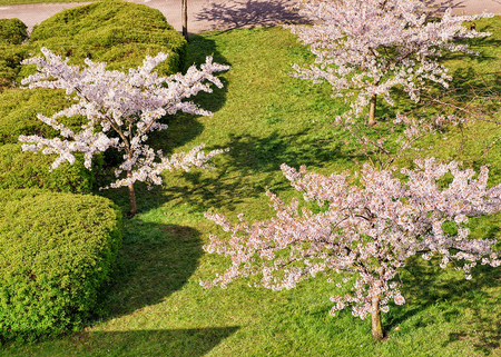 Cherry tree or sakura flowers blossom in spring garden on natural background. Top viewの写真素材
