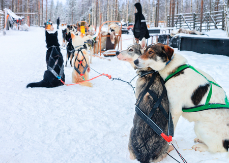 Husky dogs in sled while small break and rest at winter forest, Rovaniemi, Lapland, Northern Finlandの写真素材