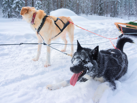 Husky dogs in sledding while break for rest in winter forest in Rovaniemi, Lapland, Northern Finland