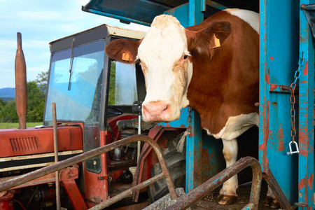 Cow standing during mechanical milking operation, Franche Comte, France.