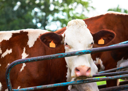 Cow at a meadow standing before the milking operation, Franche Comte, France.