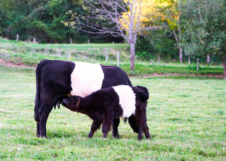 Belted Galloway cow and a calf in a pasture standing and eating grass, Franche Comte, France.の写真素材