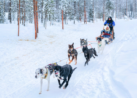 Rovaniemi, Finland - March 3, 2017: Family riding husky dogs sled in Rovaniemi, Lapland at winter Finnish forestのeditorial素材