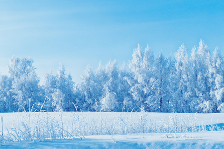 Snowy forest in the countryside at winter Rovaniemi, Lapland, Finland.の写真素材