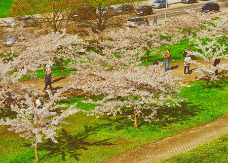 Vilnius, Lithuania - April 30, 2016: People in cherry tree or sakura flowers garden blooming, in spring Vilnius.のeditorial素材