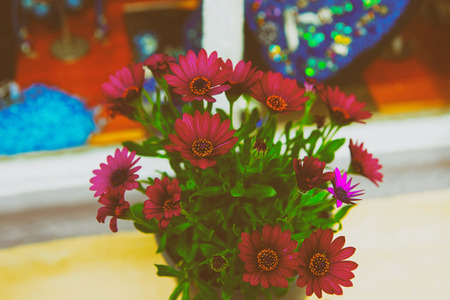Purple African daisy Dimorphotheca in the pot near the windowの写真素材