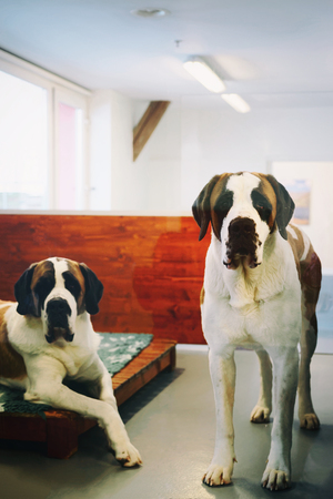 Saint Bernard dogs in breeding kennel in Martigny, at Switzerlandの写真素材
