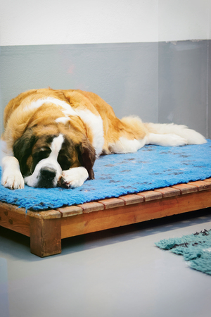 Saint Bernard dog sleeping in breeding kennel in Martigny, at Switzerlandの写真素材