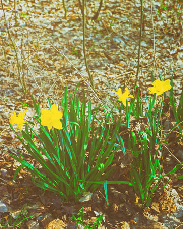 Narcissus flowers in Niagara Park at Niagara Falls from the American part. Tonedの写真素材