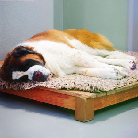 Saint Bernard dog sleeping in breeding kennel, Martigny, at Switzerlandの写真素材