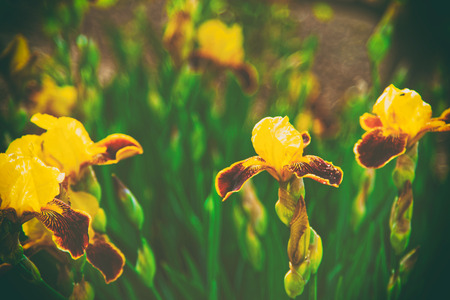 Yellow Iris in the Kitchen garden, UKの写真素材