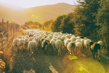 Sunrise and Flock of sheep in agricultural village in Perdaxius, Carbonia-Iglesias, Sardinia in Italyの写真素材
