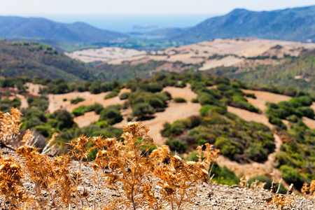 Landscape with plants in Teulada, Cagliari province, Sardinia island, Italyの写真素材