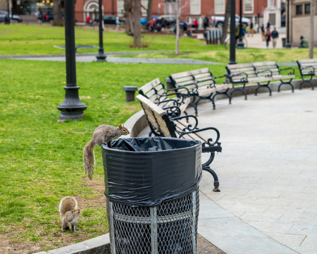 Boston, USA - April 27, 2015: Squirrels at Boston Common public park in downtown Boston, Massachusetts, the United States. People on the backgroundのeditorial素材