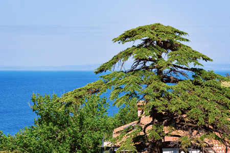 Pine tree at Adriatic sea in the Strunjan National Park of Sloveniaの写真素材