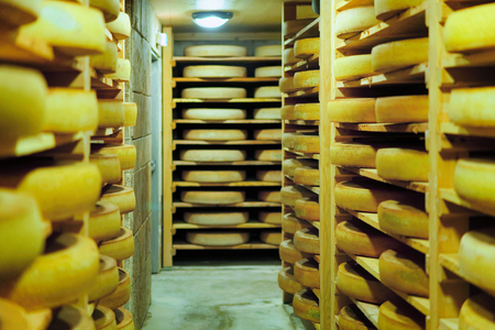 Shelves of aging Cheese on wooden shelves at maturing cellar in France, Franche Comte dairyの写真素材