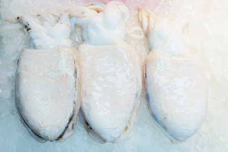 Sale of Fresh calamary in Jagalchi famous fish market in Busan, South Koreaの写真素材