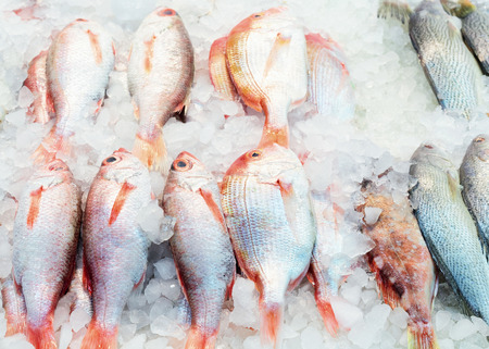 Sale of Fresh perch fish in Jagalchi famous fish market in Busan, South Korea