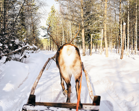 Reindeer sleigh ride in Finland in Lapland in winter.の写真素材