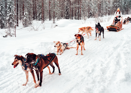 Woman at Husky dog sled in Finland in Lapland in winter.のeditorial素材