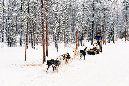 Rovaniemi, Finland - March 3, 2017: Family riding Husky dog sled in Finland in Lapland in winter.