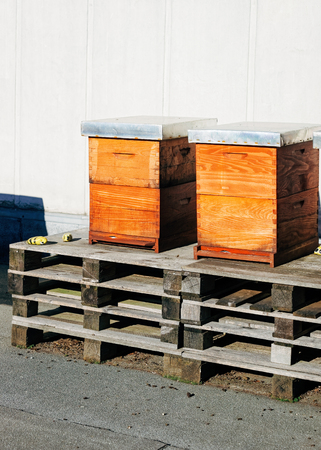 Bees at the wooden beehives boxes in Ljubljana in Slovenia.