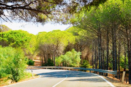 Empty road without cars and green forest in Sardinia Island in Italy in summer. Panorama with highway and green nature and blue sky.の写真素材