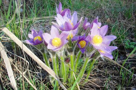 First spring flower purple Pulsatilla patens blooming in forest of Siberia. Blossom of Young violet...