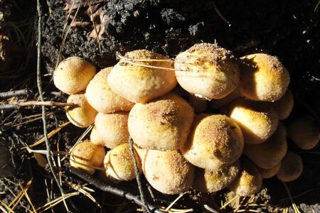 Armillaria mellea and eatable honey fungus at forest sunny dayの写真素材