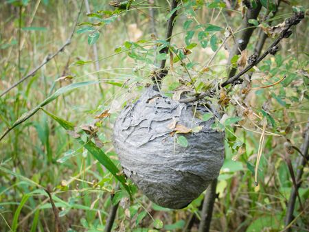 Vespiary or wasps nest at forest in summer. Wild bees grey paper house hanging among green trees and bushes. Nature and wildlife. Macroの写真素材