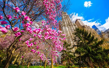 Magnolia Trees in Blossom at City Hall Park in Lower Manhattan, New York, USA. View with Skyline of Skyscrapers architecture in NYC. Nature background. Urban cityscape. NY, USの写真素材