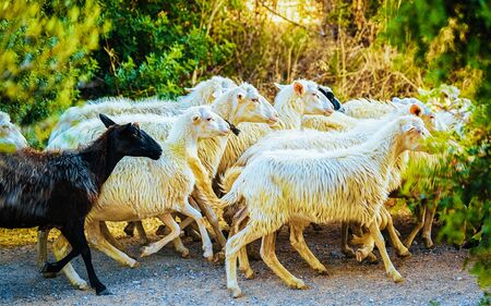 Rural landscape. Flock of sheep at agricultural village in Perdaxius, Carbonia-Iglesias. Panorama in South Sardinia island of Italy. Scenery of Sardegna in summer. Cagliari province. Mixed media.の写真素材