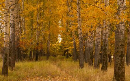Autumn valley in central Russia near Vladimir. Horizontal.の写真素材