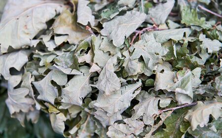 Green leaves of oak twig on backgroundの写真素材