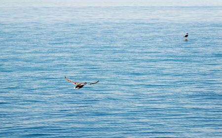 Duck flying over Lake Geneva in Lausanne, Switzerland. Mixed media.の写真素材
