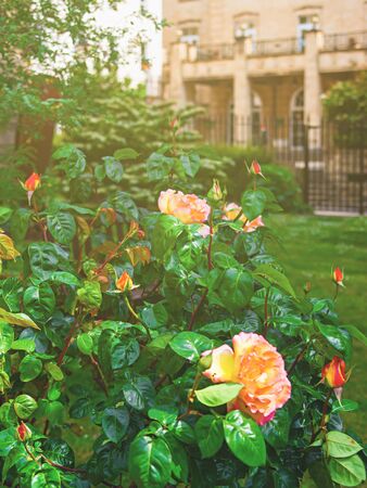 Roses at churchyard of Bristol Cathedral in Bristol in South West, the UK. It is fully called as Cathedral Church of the Holy and Undivided Trinity. Toned. Mixed media.の写真素材
