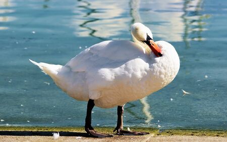 White swan at Lake Geneva promenade in Lausanne, Switzerland. Mixed media.の写真素材