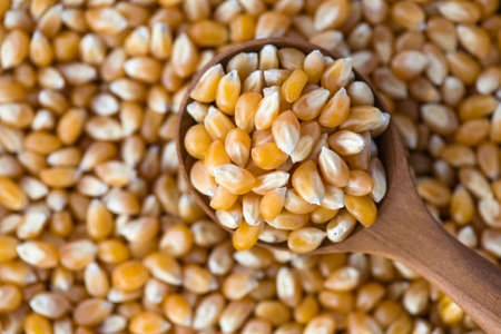 corn seedの写真素材