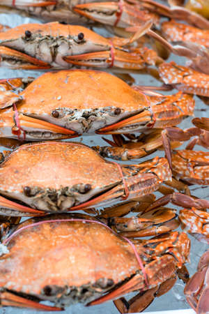 steamed crabsの写真素材