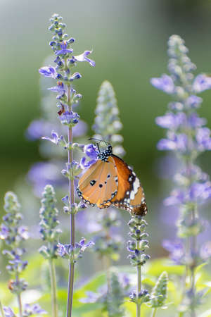 Butterfly on Lavenderの写真素材
